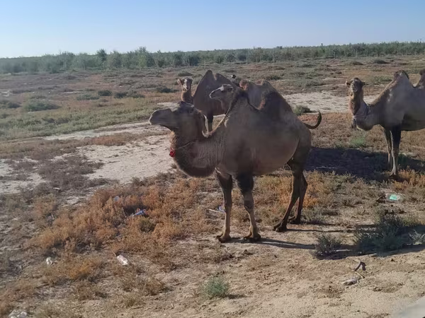 Dişi dəvə, Kazakh Bactrian camel