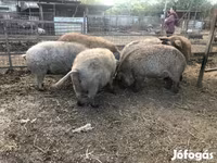 Cerdos (lote, sexo no especificado), Мангалица — foto 6