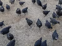 Chickens — foto 1
