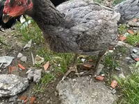 Guinea fowl — photo 1