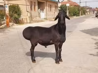 Qoç, Qoyunlar — foto 1