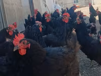 Australian Pit Game fowl — photo 1