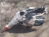 Ducks — foto 1
