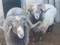 كبش, Arabi sheep — الصورة 1
