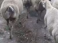 كبش, الأغنام — الصورة 2