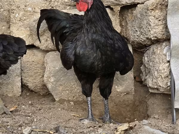 Australian Pit Game fowl