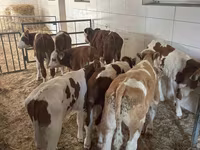 Bull, Simmental cattle — photo 3