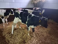 Býk, Simmental cattle — foto 6