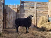 Widder, Hissar sheep — Foto 2