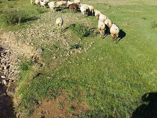 Qoyun, Qoyunlar