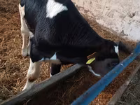 Buğa, Russian Black pied cattle — foto 2