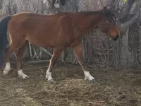 Klisna, Kazakh horse — foto 4