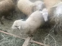 نعجة, الأغنام — الصورة 2