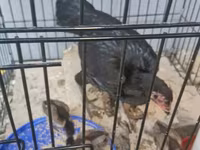 Shamo chickens — foto 1