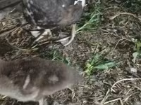 Ducks — foto 1