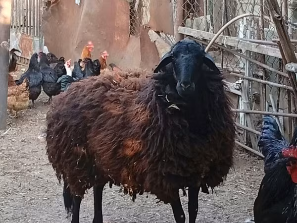 Qoyun, Karabakh sheep