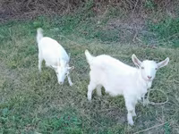 Billy Goat, Saanen goat — photo 4