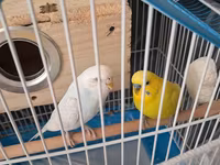 Dalmatin və sarı rəngli iki dalğıç papağanla birlikdə tam dəst quş — 照片 3