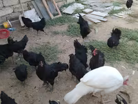 Chickens — photo 5