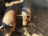 Säue, Schweine — Foto 2