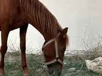 At, Karabakh horse — foto 1
