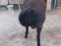मेढ़ा, Tian-Shan semifinewool sheep — फ़ोटो 3