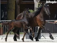 Cavalo, Friesian — foto 1