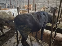 Buğa, Aberdin – Angus — foto 7