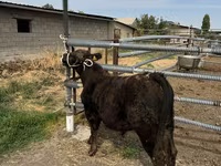 Bull, Belgian Blue — photo 6