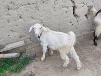 Cabra, Cabras — foto 2
