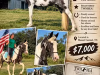 Madyan, Pinto horses — foto 1