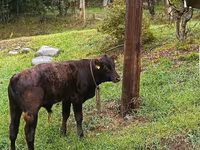 Bulle, Aberdeen-Angus — Foto 3