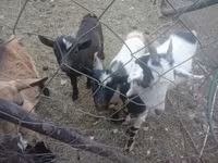 Cabras (lote, sexo não especificado), Cabras — foto 1