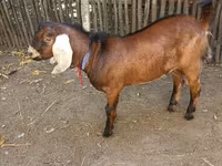 Kozel, Nubian Goat — foto 5
