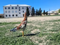 Chickens — photo 6