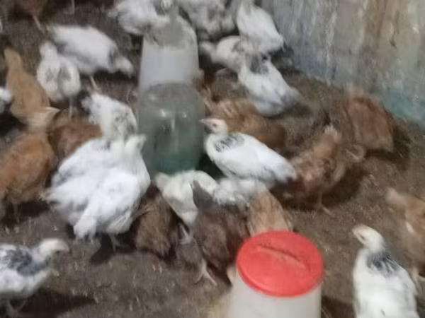 Chickens — Azerbaijan
