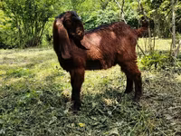 Billy Goat, Goats — photo 1