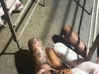 Sow, Pigs — photo 5