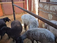 Ram, Sheep — photo 3