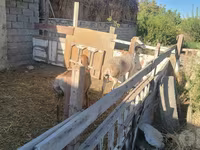 Qoyunlar (partiya, cinsi göstərilməyib), Arashan sheep — foto 2