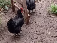 Australian Pit Game fowl — photo 6