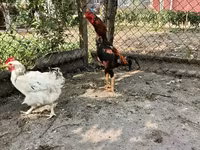 Chickens — photo 4