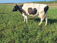 Kuh, Simmental cattle — Foto 1