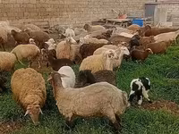 भेड़ें (लॉट, लिंग निर्दिष्ट नहीं), भेड़ — फ़ोटो 1