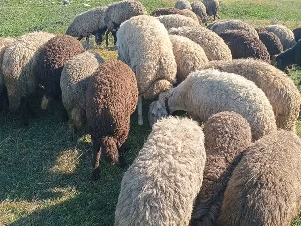 نعجة, الأغنام