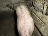 公猪, Pigs — 照片 2