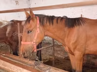 At, Manipuri pony — foto 8