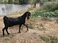 Dişi keçi, Kamori goats — foto 5