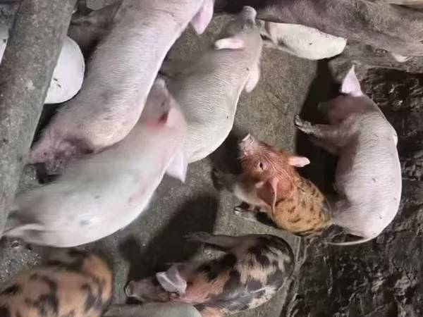 Säue, Ландрас