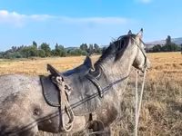 At, Azerbaijan horse — foto 3
